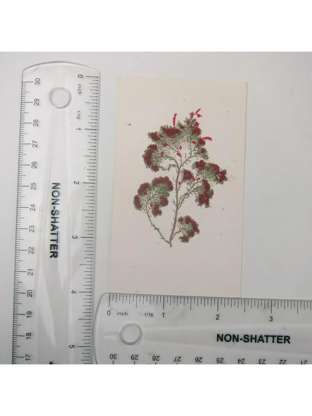 Antique Art Print Seaweed Algae Marine Botanical Album Card Red & Green 3